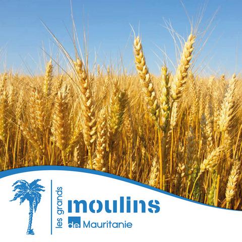GMM - Grands Moulins de Mauritanie - trading et négoce de blé